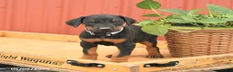 Doberman Pinscher dogs for sale: Richie - Ad 4