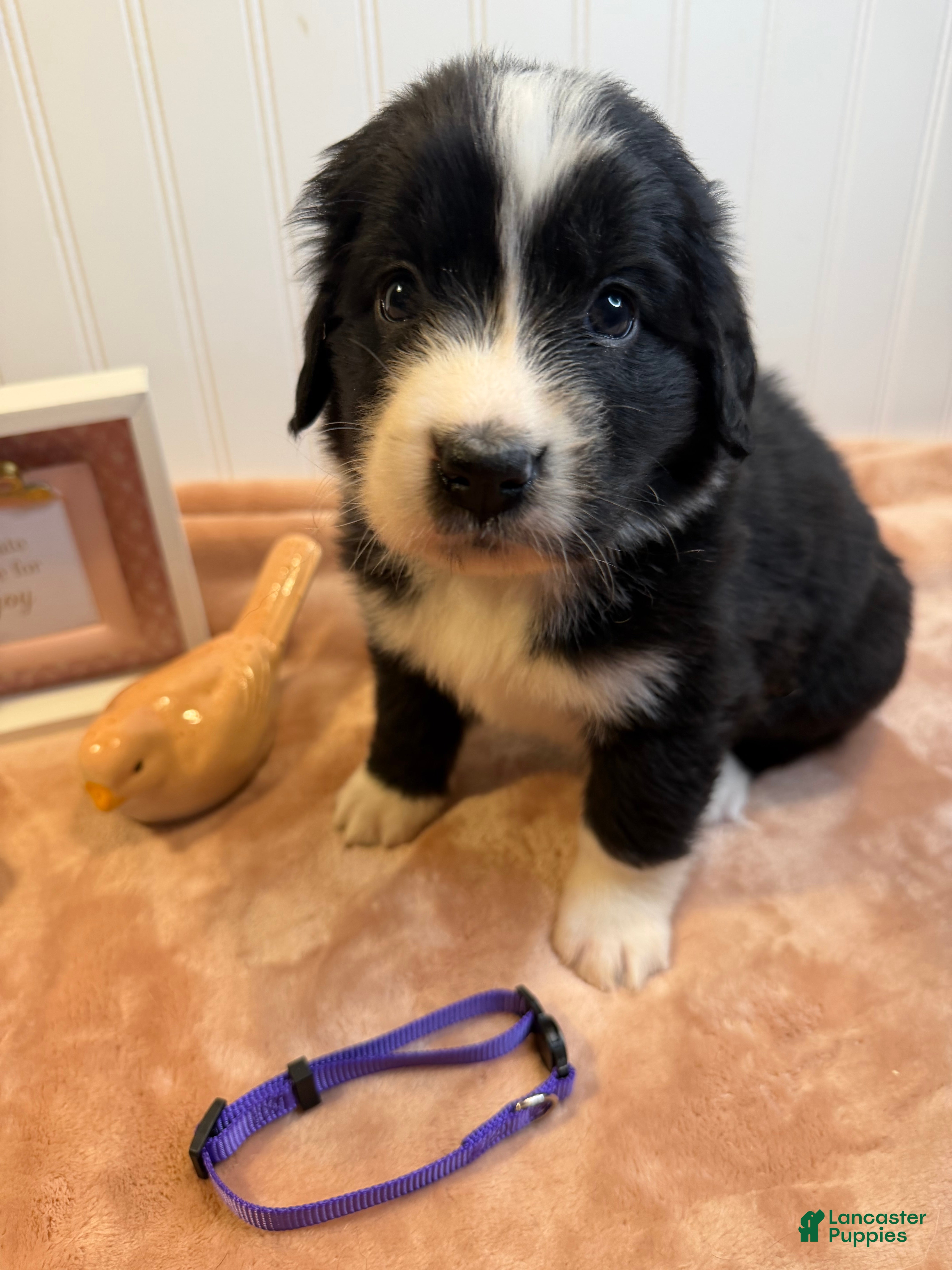 Mixed Breed dogs Mixed Breed Puppy 6 - Ad 15