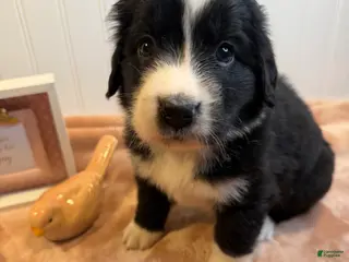 Mixed Breed dogs Mixed Breed Puppy 6 - Ad 15