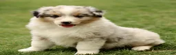 Australian Shepherd dogs for sale: Stanley  - Ad 3