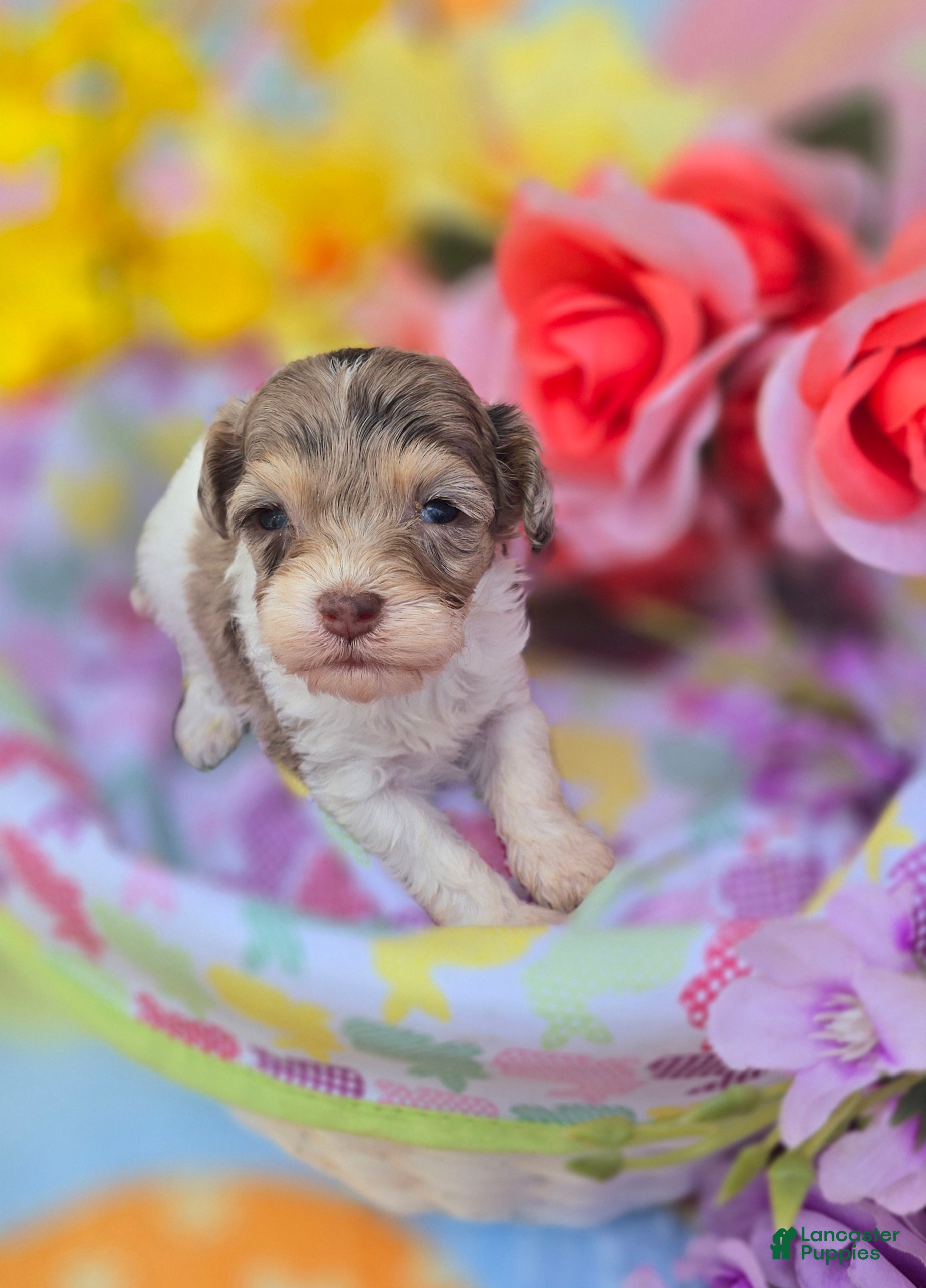 Maltipoo dogs Indigo - Ad 17