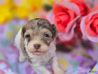 Maltipoo dogs Indigo - Ad 14