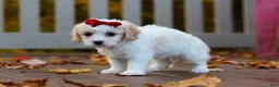 Cavachon dogs for sale: Lily - Ad 8