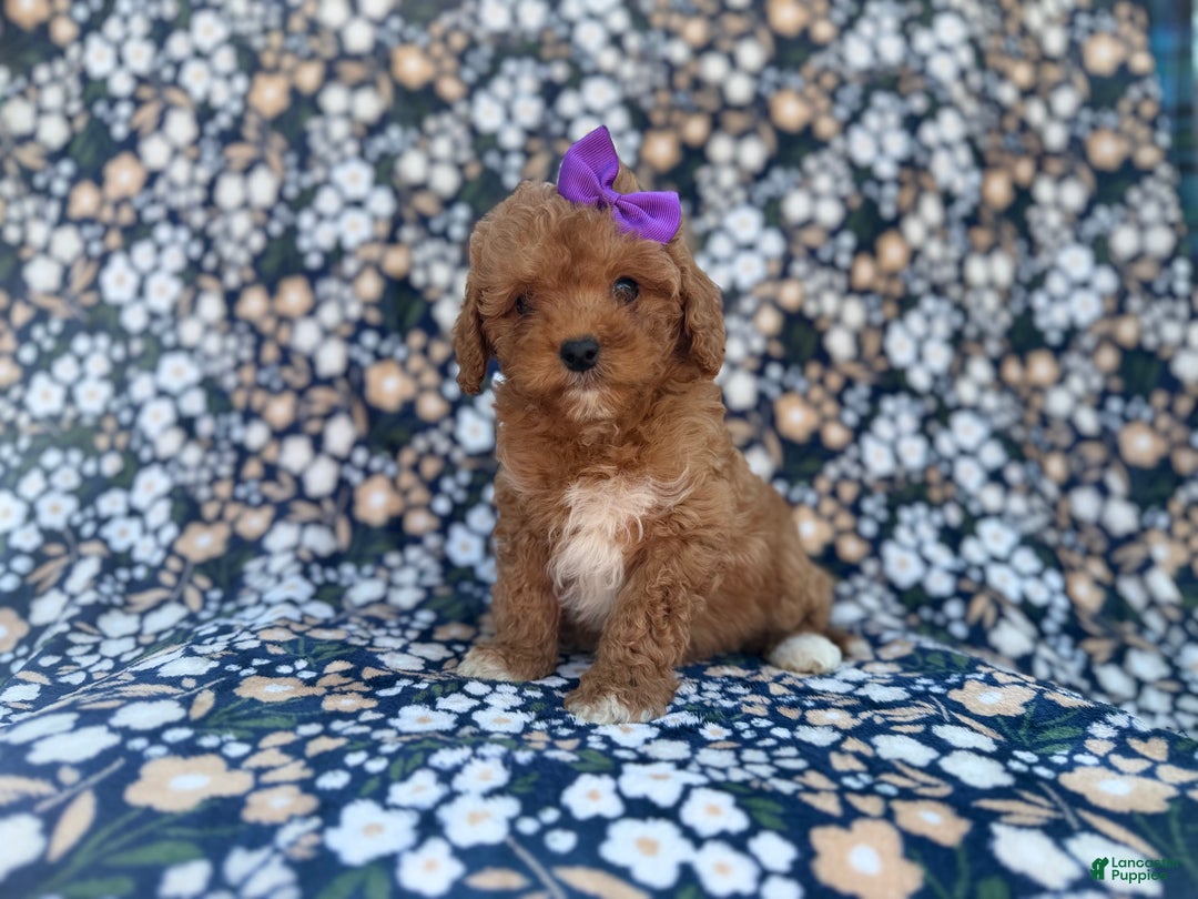 Cavapoo dogs for sale: Sienna - Ad 6