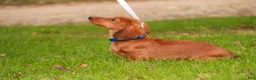 Miniature Dachshund dogs for sale: Asher Miniature Dachshund - Ad 3