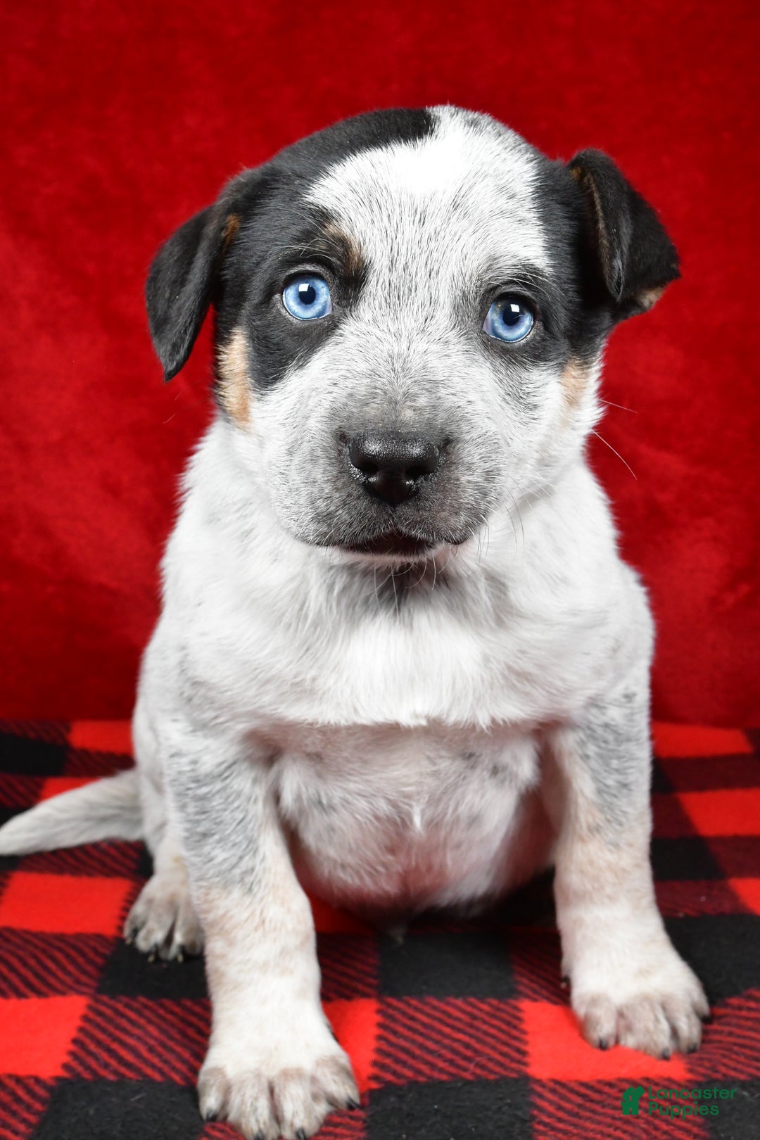 Australian Cattle Dog dogs for sale: Diesel - Ad 2