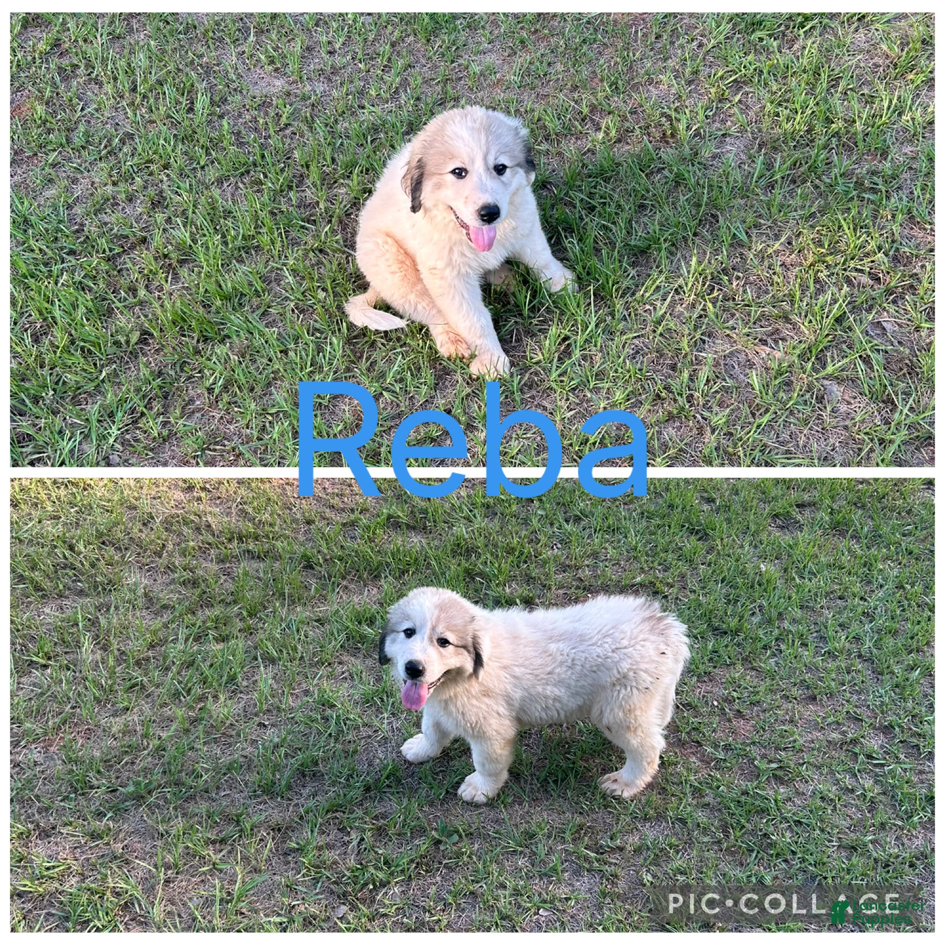 Mixed Breed dogs Mixed Breed Puppy 1 - Ad 16