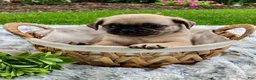 Pug dogs for sale: Joe - Ad 2