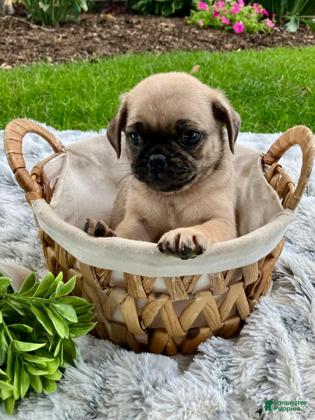 Pug dogs for sale: Joe - Ad 2