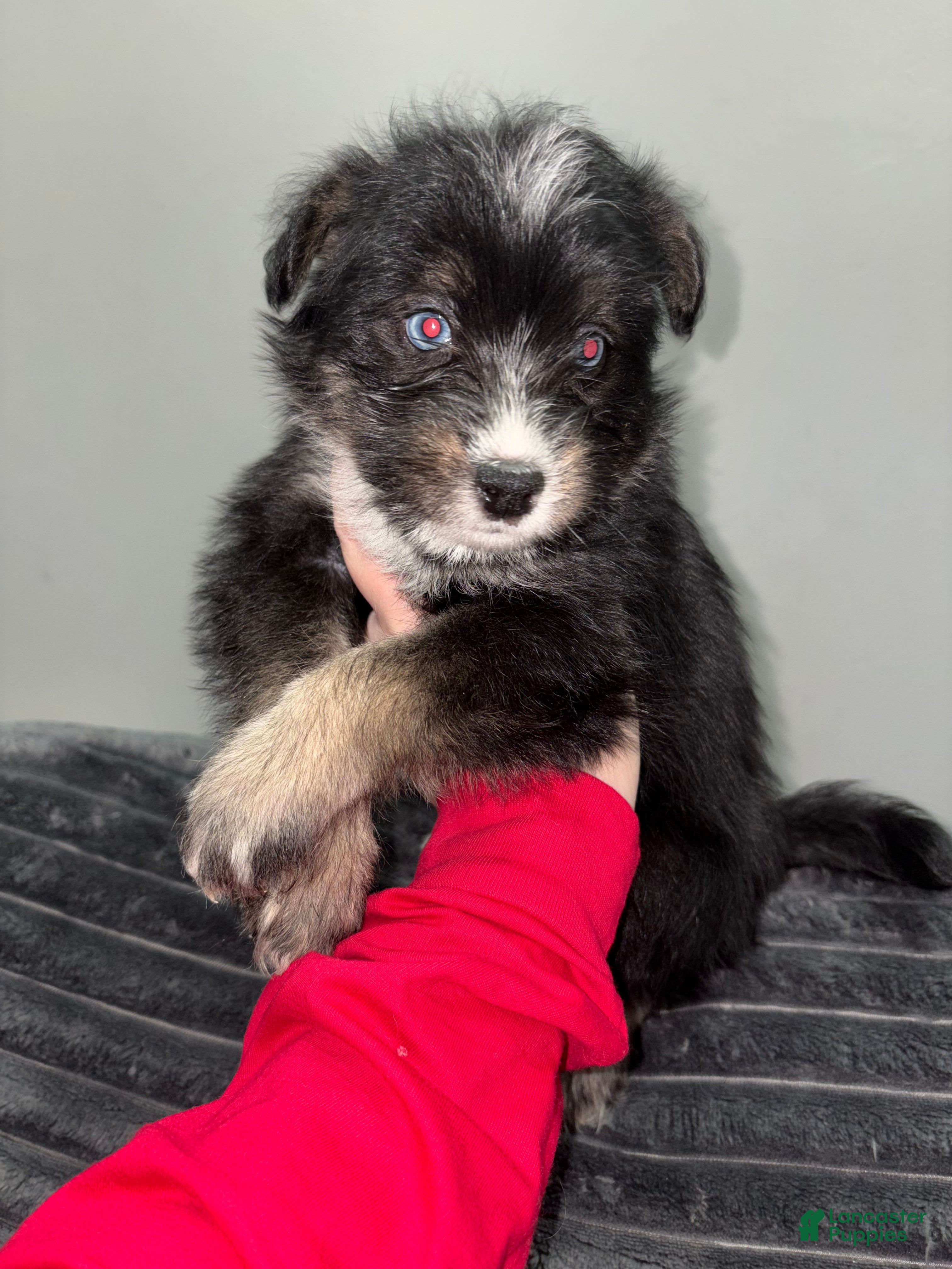 Huskipoo dogs Huskipoo Puppy 2 - Ad 2