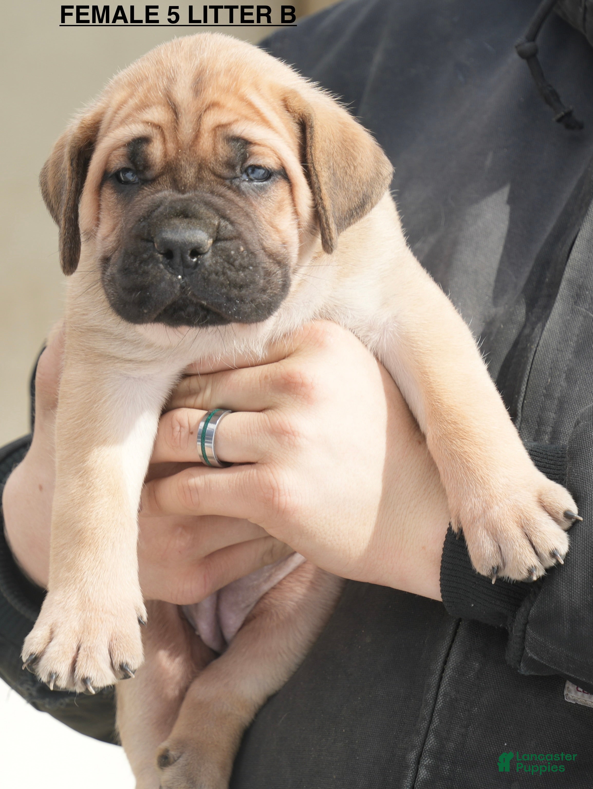 Cane Corso dogs Female 5 Litter B - Ad 33