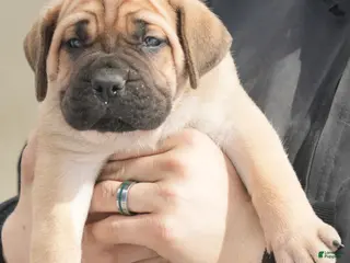 Cane Corso dogs Female 5 Litter B - Ad 33