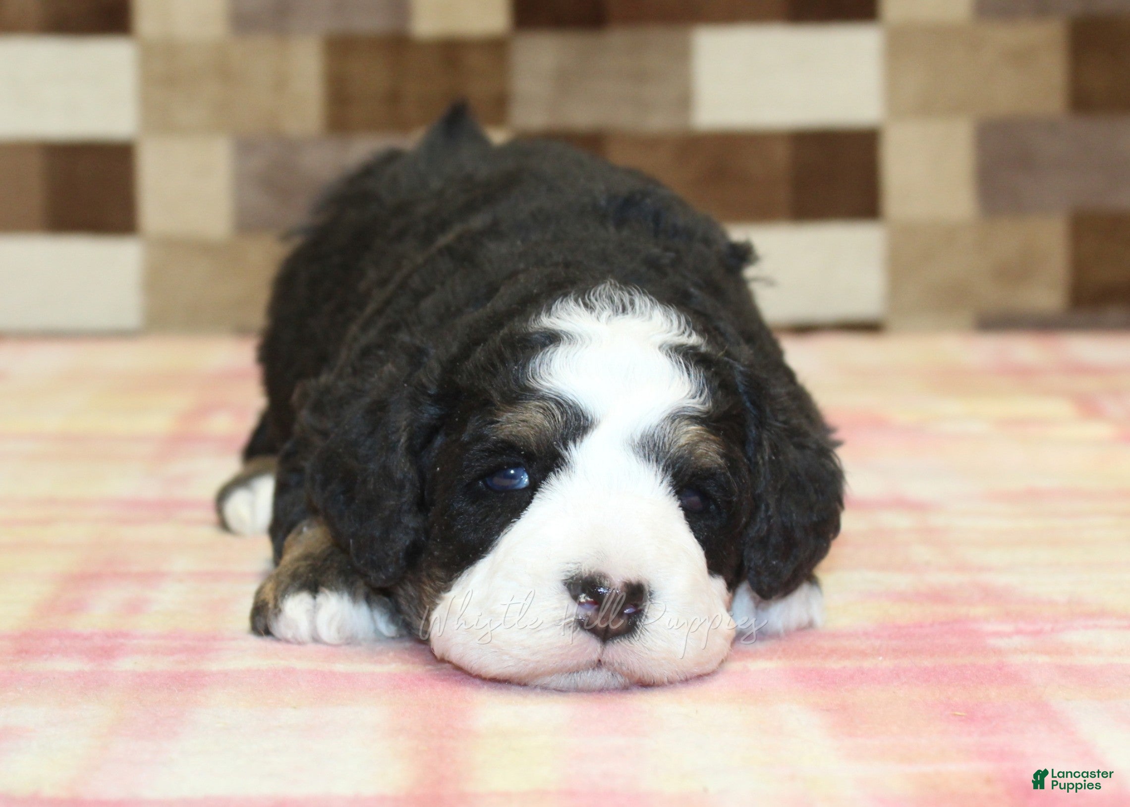 Mini Bernedoodle dogs Royal - Ad 2