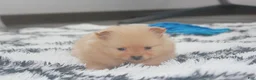 Pomeranian dogs for sale: Finn - Ad 12