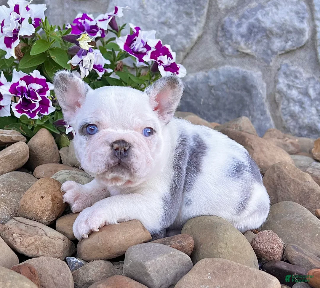 French Bulldog dogs for sale: Bullet - Ad 5