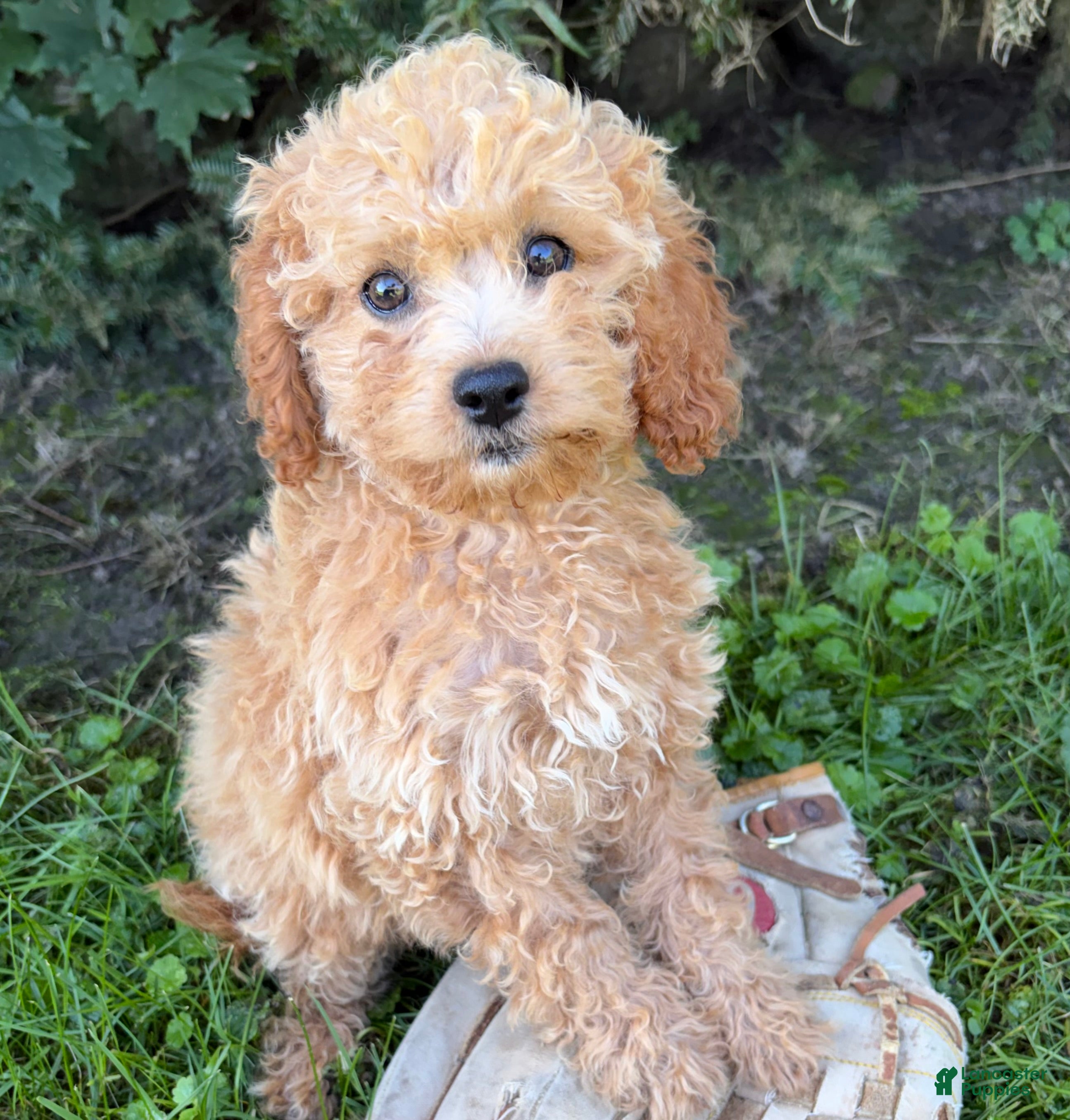 Cockapoo dogs Jane - Ad 2