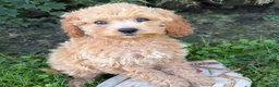 Cockapoo dogs for sale: Jane - Ad 2