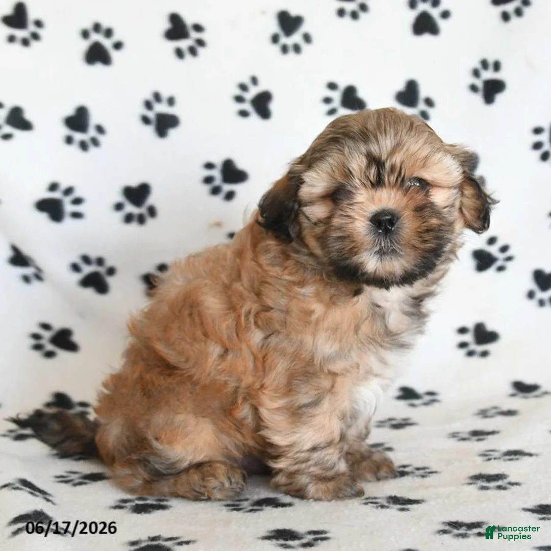 Shihpoo dogs for sale: Darby - Ad 5
