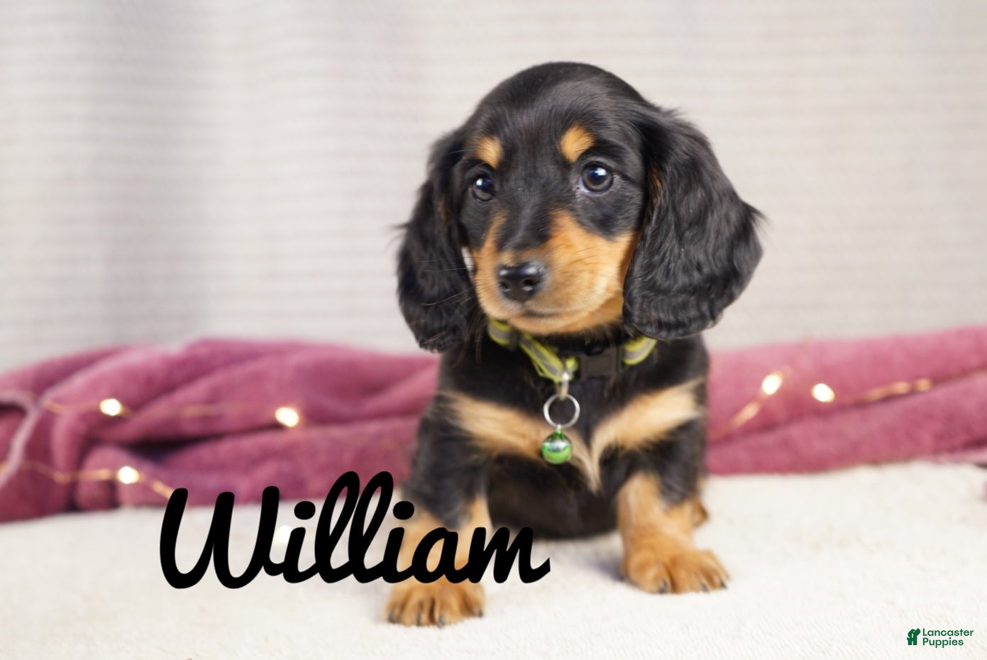 Dachshund dogs William  - Ad 2