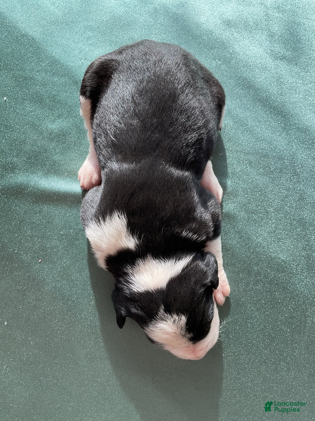 Mixed Breed dogs for sale: Eleanor  - Ad 4