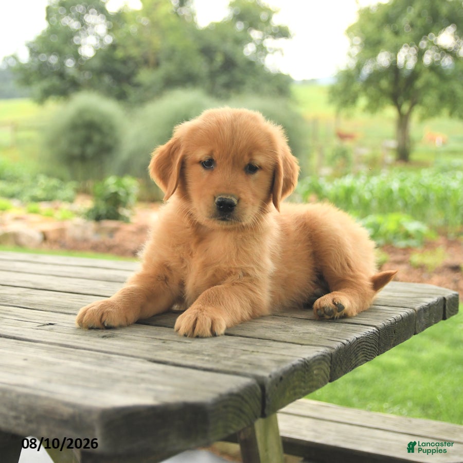 Golden Retriever dogs Zander - Ad 2