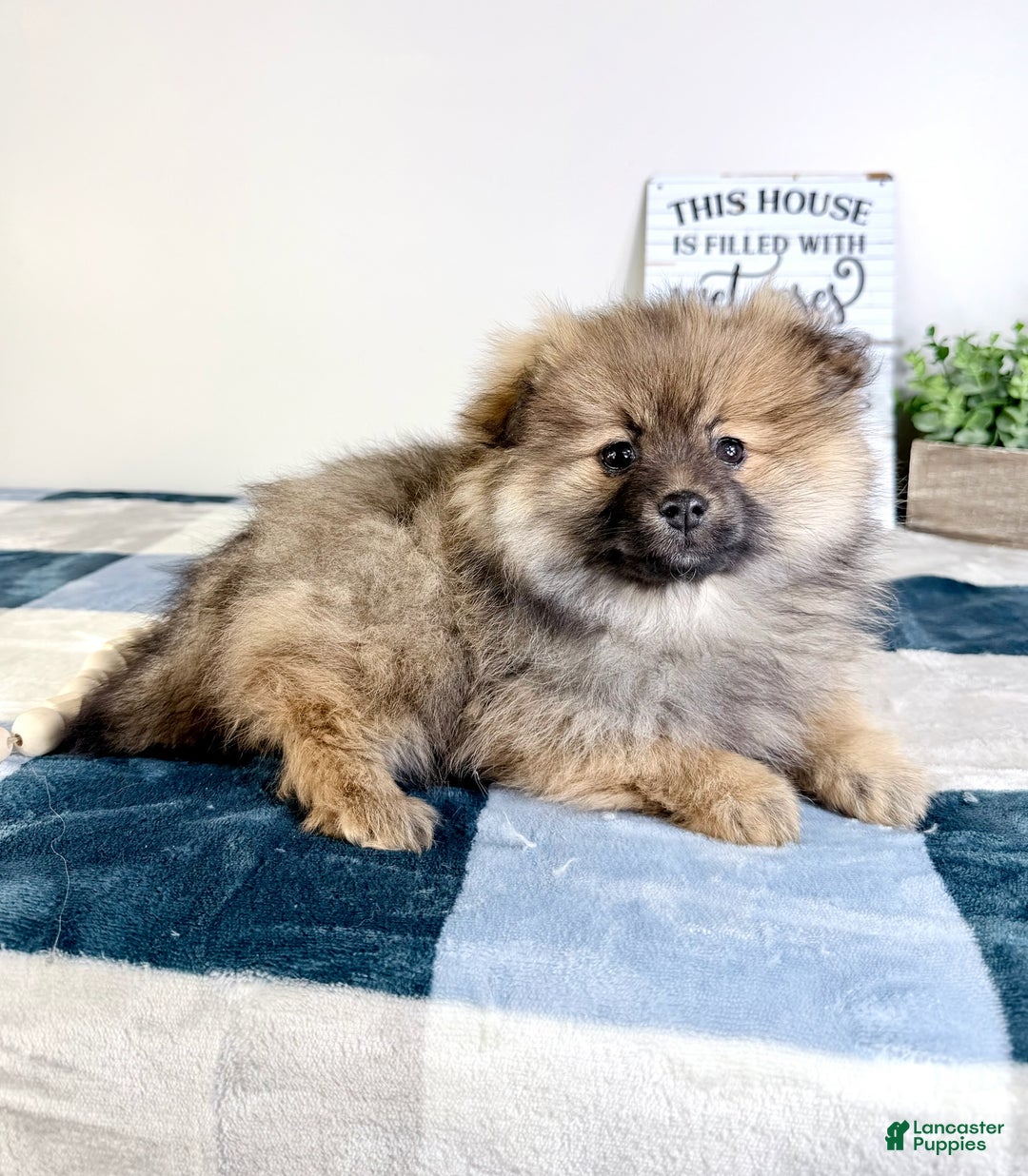 Pomeranian dogs for sale: Princeton  - Ad 6