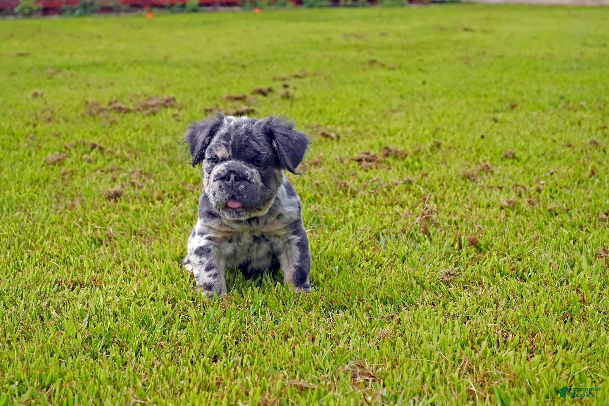 French Bulldog dogs Oreo - Ad 10