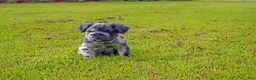French Bulldog dogs for sale: Oreo - Ad 1