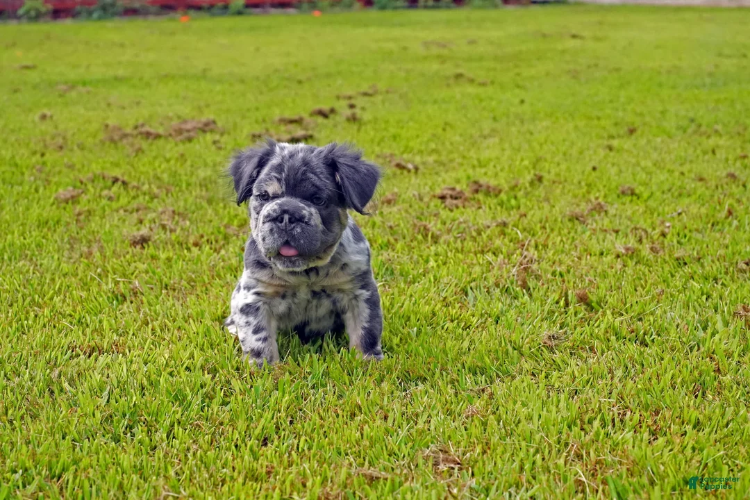 French Bulldog dogs for sale: Oreo - Ad 1