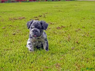 French Bulldog dogs Oreo - Ad 10