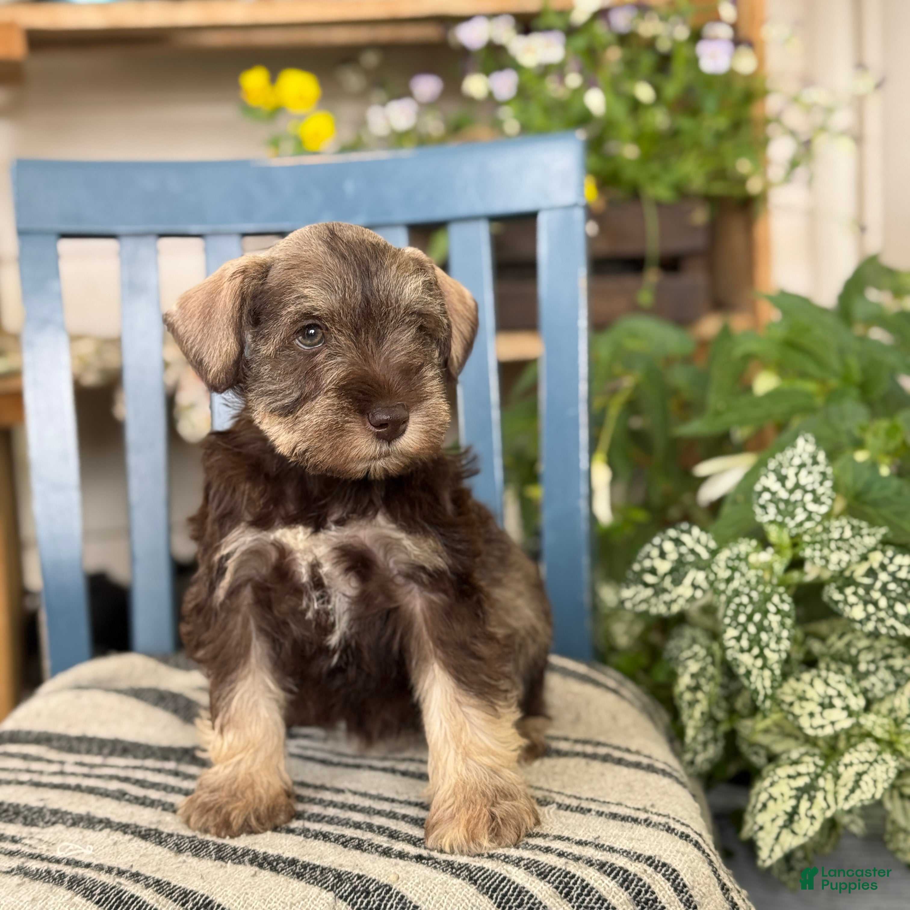 Miniature Schnauzer dogs Smokey - Ad 2