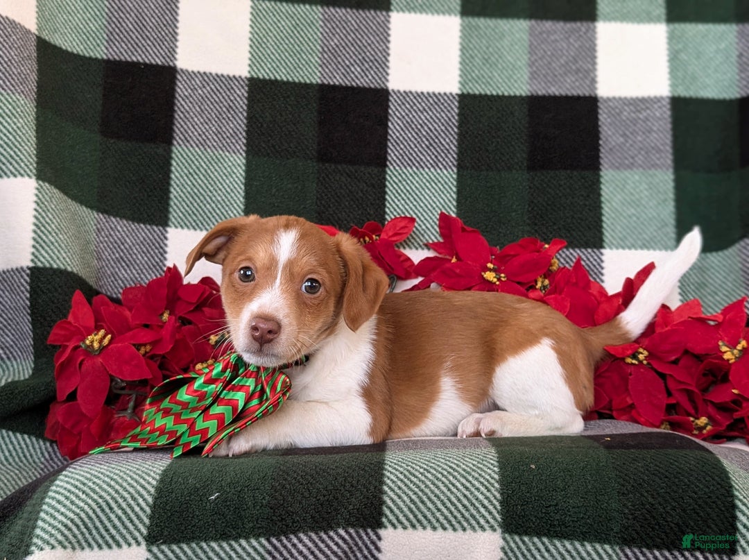 Jackapoo dogs for sale: Barrister - Ad 5