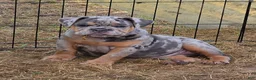 English Bulldog dogs for sale: Sparkle lilac and tan merle  - Ad 8