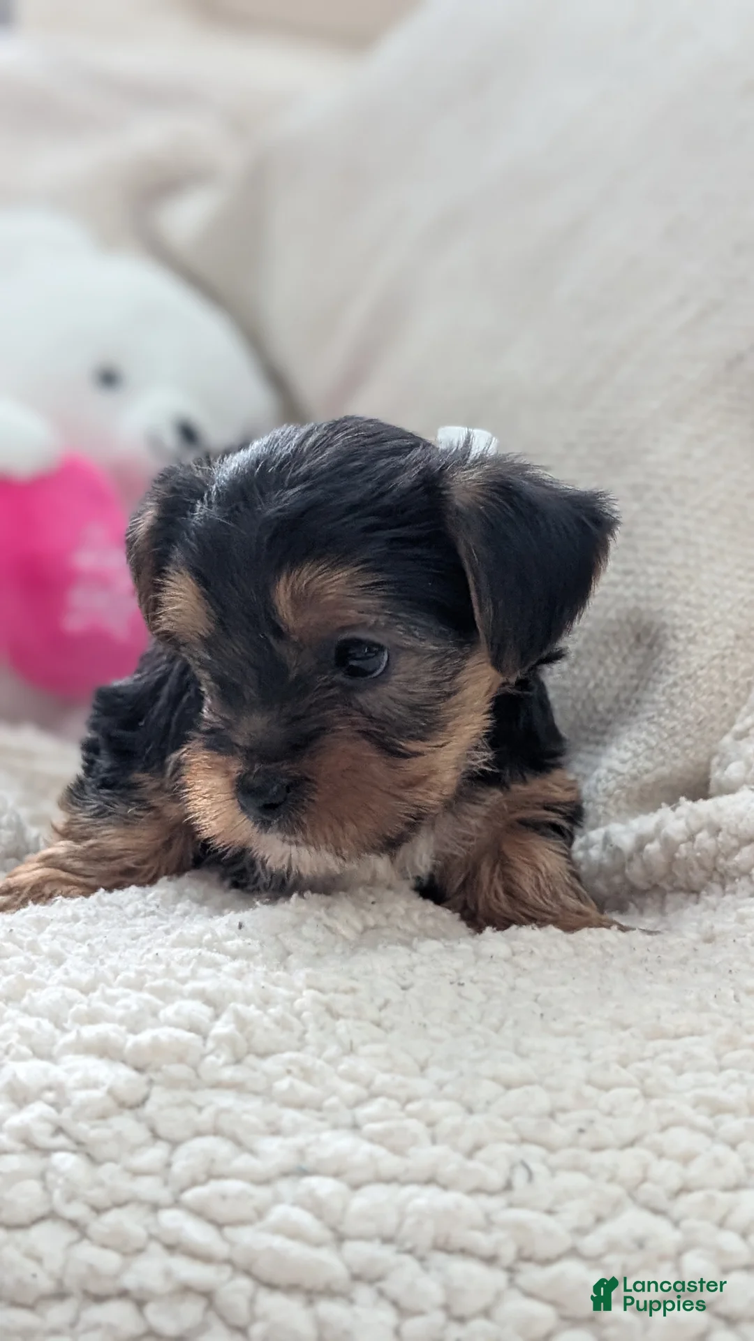 Yorkshire Terrier dogs for sale: Andor - Ad 4