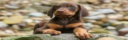 Doberman Pinscher dogs for sale: Gunner🦴 - Ad 4