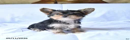Yorkshire Terrier dogs for sale: Rex - Ad 3