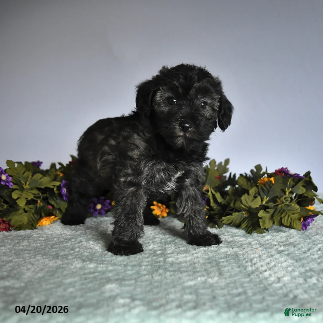 Mixed Breed dogs for sale: Patty - Ad 1