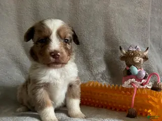 Miniature Australian Shepherd dogs Miniature Australian Shepherd Puppy 4 - Ad 34