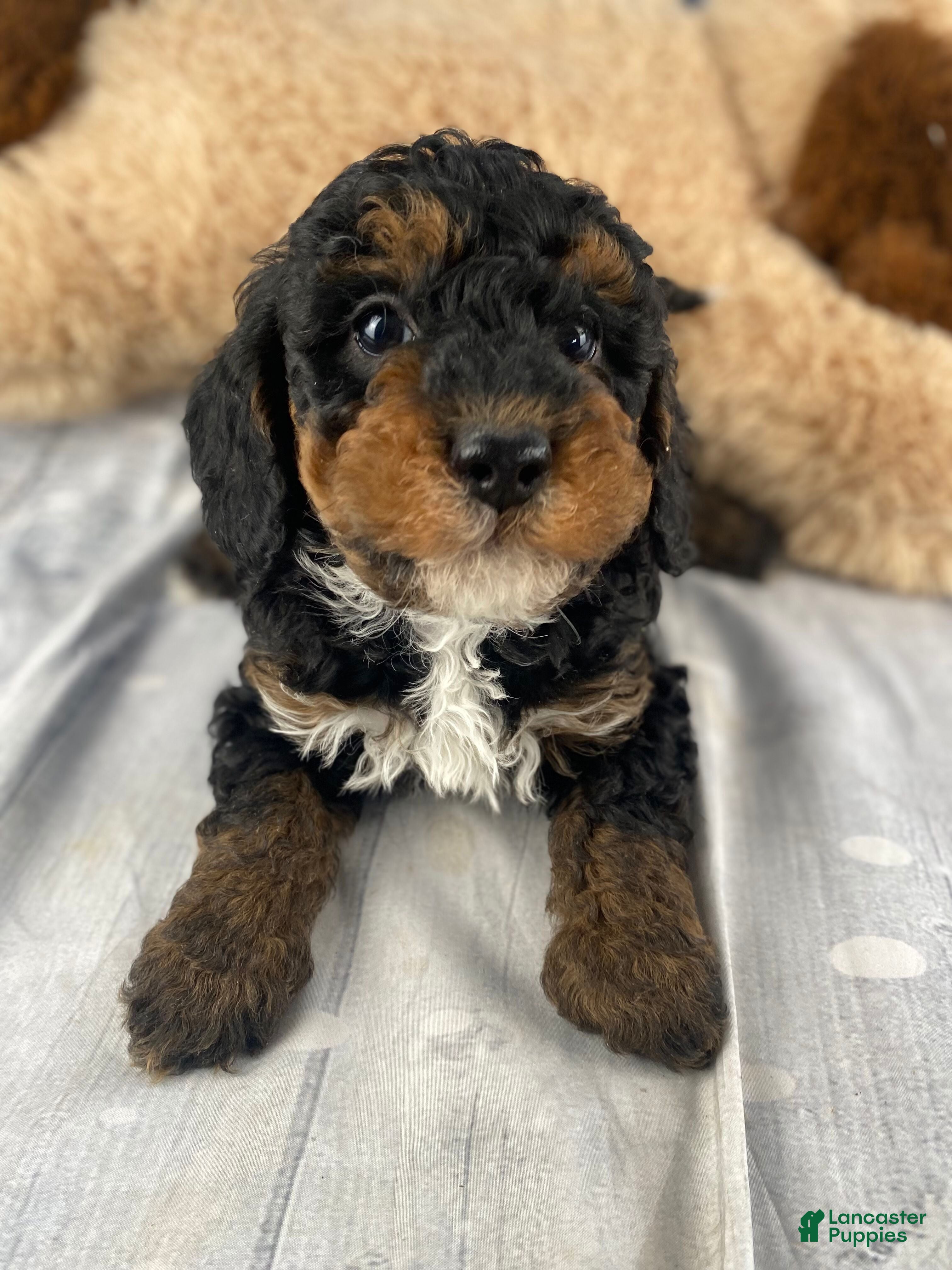 Cavapoo dogs Samson - Ad 6