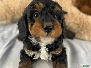 Cavapoo dogs Samson - Ad 12