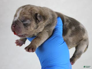 American Bully dogs Blue Fawn Merle Female - Ad 30