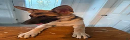 German Shepherd dogs for sale: Nyx  - Ad 3