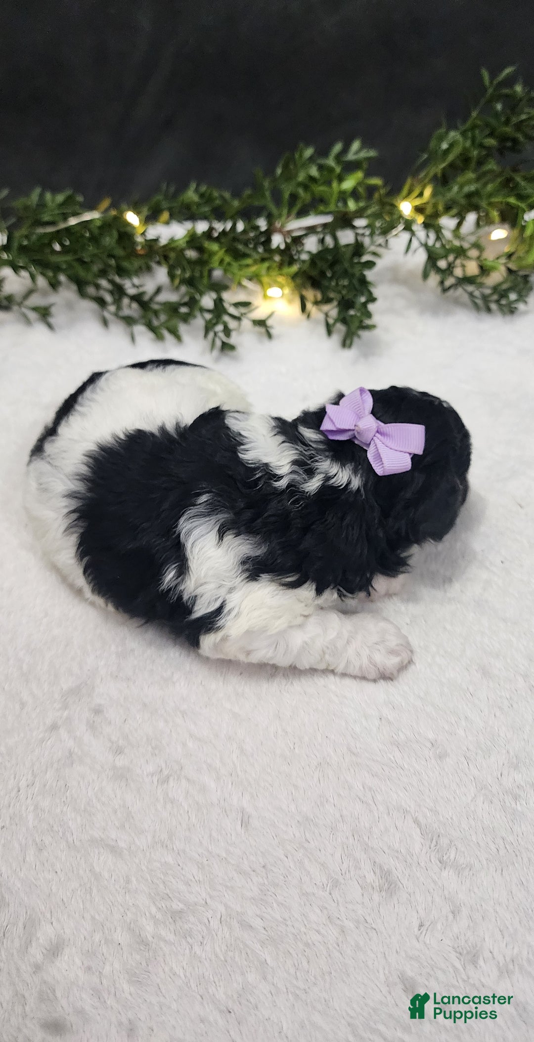 Miniature Poodle dogs for sale: Gracie  - Ad 3