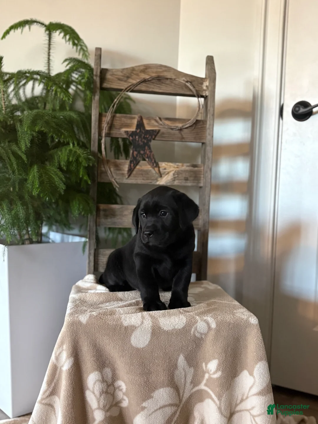 Labrador Retriever dogs for sale: Harry  - Ad 1
