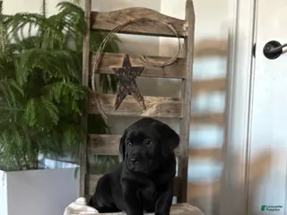 Labrador Retriever dogs for sale: Harry - Ad 2