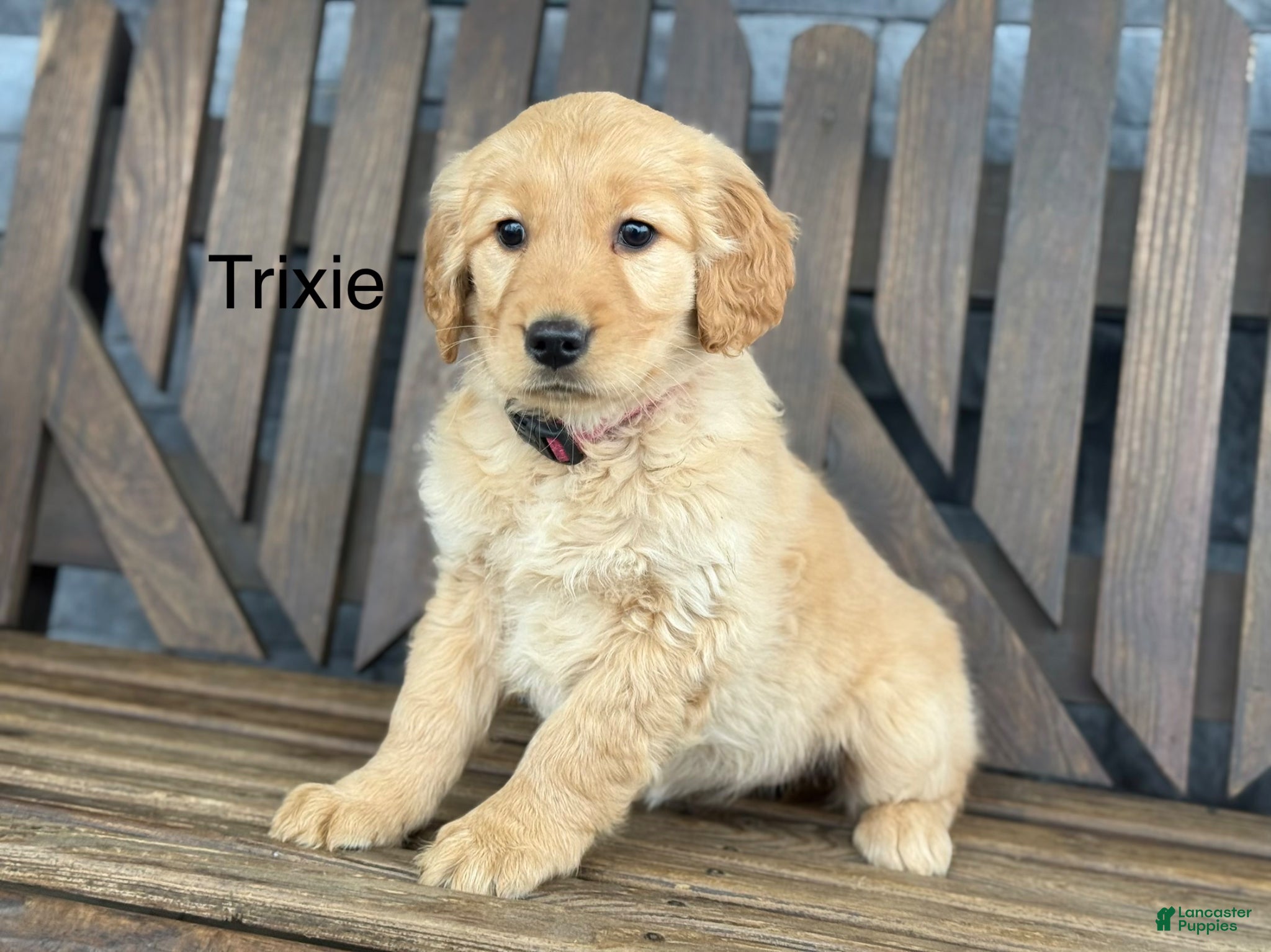 Golden Retriever dogs Trixie - Ad 10