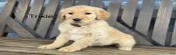 Golden Retriever dogs for sale: Trixie - Ad 1