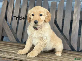 Golden Retriever dogs Trixie - Ad 10
