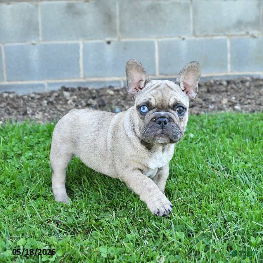 French Bulldog dogs Coconut - Ad 1