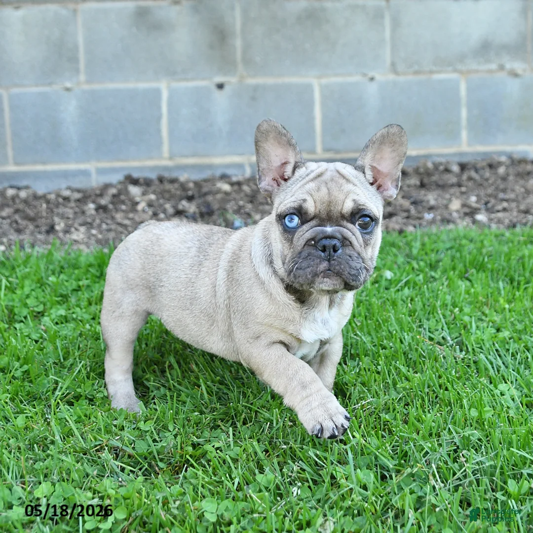 French Bulldog dogs for sale: Coconut - Ad 1